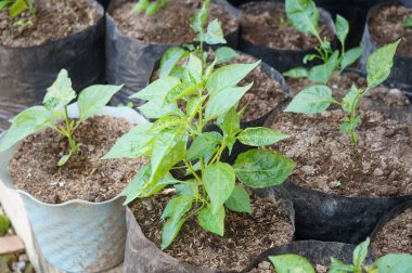 Siyah plastik bir tencerede taze kırmızı biber tohumları. Bahçede sebze ve sağlık için yiyecek yetiştirme kavramı