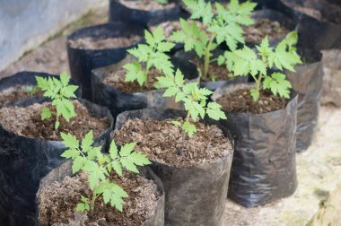 Young tomato plant in black plastic pots. concept of growing vegetables in a garden and food for health