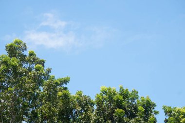 Beyaz bulutlu ve ağaçlı mavi gökyüzü, arka plan için mükemmel.