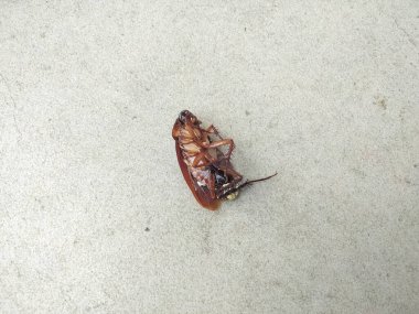 Evin zeminine böcek ilacı serpilmiş ölü hamamböceği. Hijyen kavramı