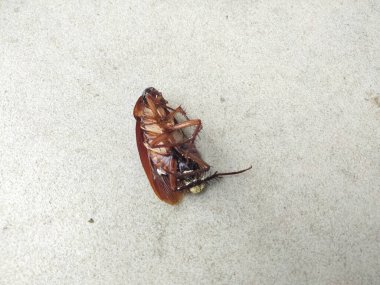 Evin zeminine böcek ilacı serpilmiş ölü hamamböceği. Hijyen kavramı