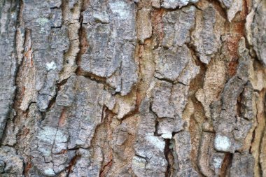 kaba ağaç kabuğu arkaplan dokusu