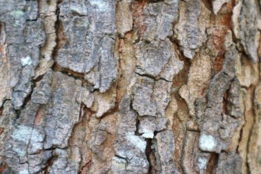 kaba ağaç kabuğu arkaplan dokusu