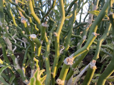 dikenler ile yeşil kaktüs