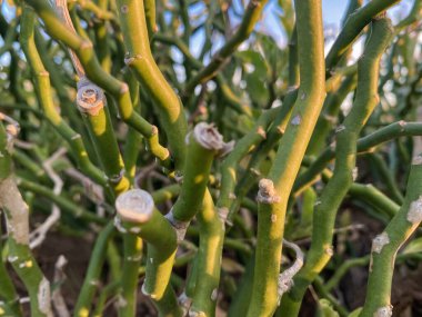 Bahçede yeşil bitkiler vardır.