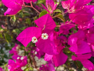 Bahçedeki güzel çiçekler