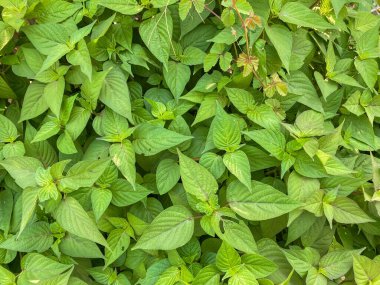 Bahçede taze yeşil fesleğen yaprakları