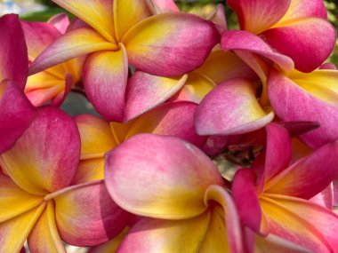 Doğadan gelen renkli çiçeğe yakın çekim