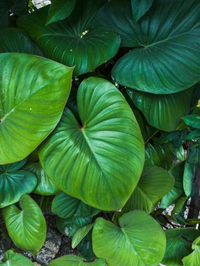 Parkta yeşil yapraklar