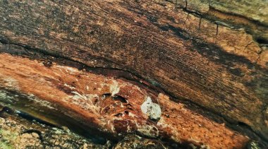 Soyut doku arkaplanı ve doğa arkaplanı pankartlar ve diğerleri için bir arkaplan olarak kullanılabilir