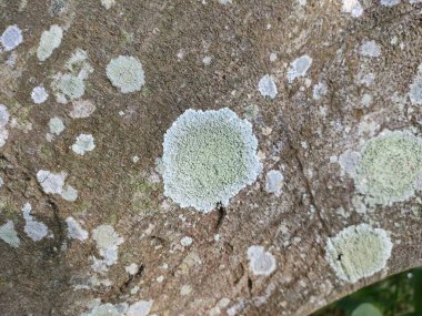 Ağaçta yeşil yosun