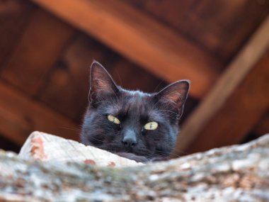 Sohbet siyah dans la grange