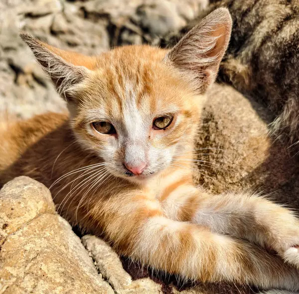 Kayaların üzerinde uzanmış güneşin tadını çıkaran güzel bir kedi yavrusunun portresi.