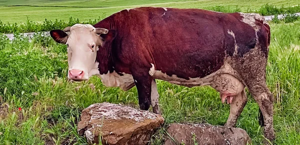 Bir süt ineği bahar günü yeşil çimlerde otlar.