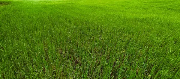 Baharda büyüyen bir buğday tarlası ortaya çıkmak üzere.