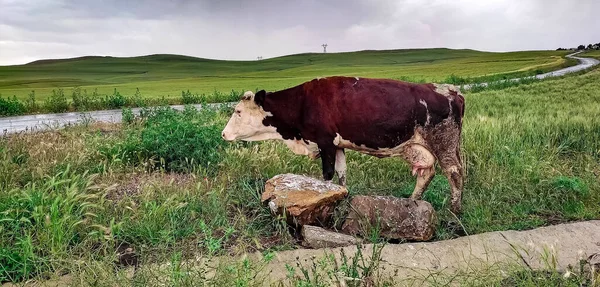 Bir süt ineği bahar günü yeşil çimlerde otlar.
