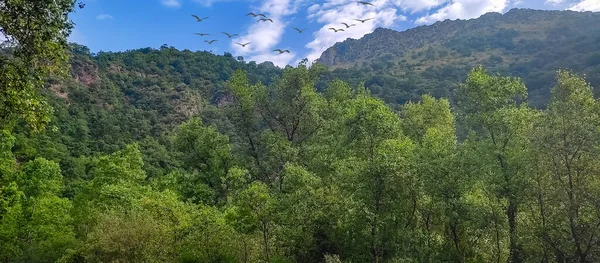 Güzel bir manzara Ağacı ve mavi gökyüzü