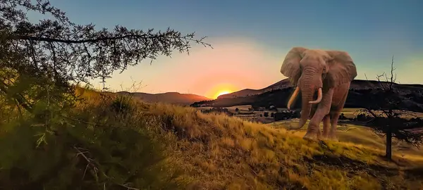 Kenya şehrinin bozkırında bir fil