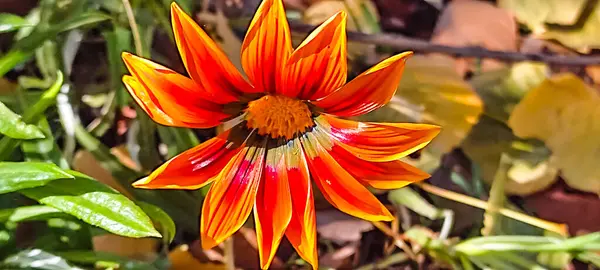 Güzel botanik fotoğrafı, doğal duvar kağıdı.
