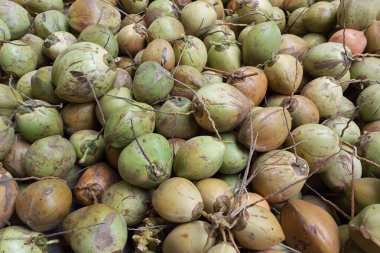 Surabaya, Endonezya - Ekim 2023: Surabaya Endonezya 'da hindistan cevizi buz tüccarları tarafından satılan bol miktarda taze hindistan cevizi meyvesi çeşidi koleksiyonu
