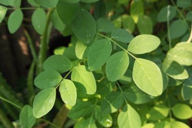 Taze yeşil bidara yaprakları doğada sabah güneşine maruz kalır.