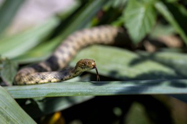 Thzar yılanı (Natrix tessellata), Colubridaee zar yılanı familyasına ait Avrasyalı zehirli olmayan bir yılandır. 