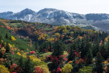 Tokachi-Dake dağlarındaki renkli yaprakların manzarası, Hokkaido.