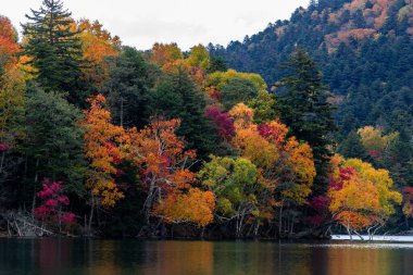 Hokkaido 'da Onneto Gölü' nün sonbahar yaprakları.