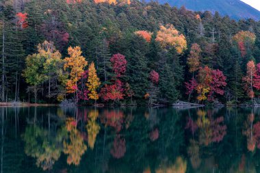 Hokkaido 'da Onneto Gölü' nün sonbahar yaprakları.