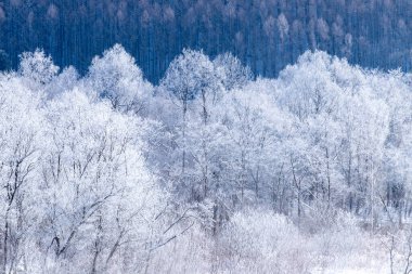 Furano 'da kışın buz kaplı ağaçlar, Hokkaido.