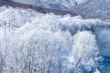 Furano 'da kışın buz kaplı ağaçlar, Hokkaido.