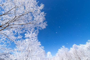 Furano 'da kışın buz kaplı ağaçlar, Hokkaido.