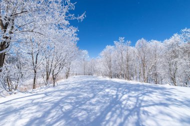 Furano 'da kışın buz kaplı ağaçlar, Hokkaido.