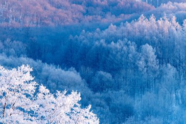 Furano 'da kışın buz kaplı ağaçlar, Hokkaido.