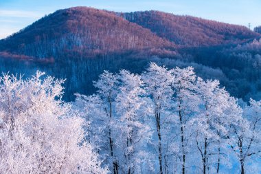  Furano 'da kışın buz kaplı ağaçlar, Hokkaido.