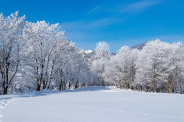  Furano 'da kışın buz kaplı ağaçlar, Hokkaido.