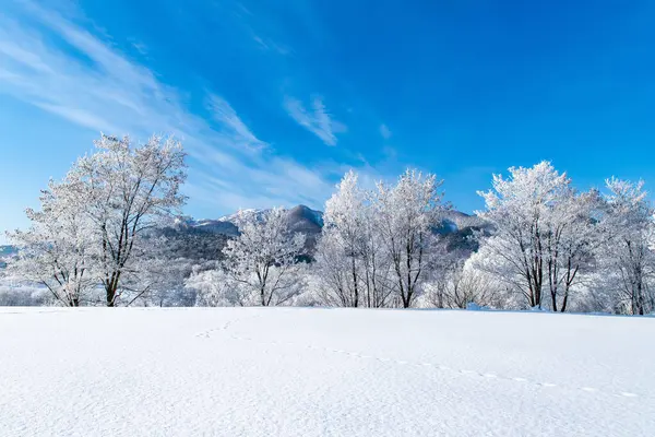  Furano 'da kışın buz kaplı ağaçlar, Hokkaido.