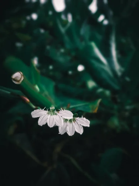 Arka planda yeşil yapraklı narin beyaz bir çiçeğin yakın plan fotoğrafı doğanın güzelliğini ve kırılganlığını gözler önüne seriyor. Çiçeğin yumuşak taç yaprakları mükemmel şekilde detaylandırılmıştır. Mobil duvar kağıdı.