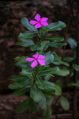 Kataranthus, gül menekşesi, madagaskar menekşesi, pelerin menekşe, mezarlık bitkisi, kız kurusu çiçeği, pembe menekşe çiçeği olarak da bilinir. Gül bahçesinde iki çiçek