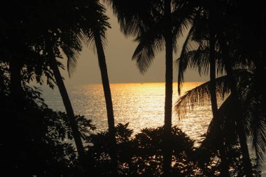 Gün batımının görüntüsü ağaç dalları arasında siluet ve altın sarısı gökyüzünün üzerindeki denizin gölgesi.