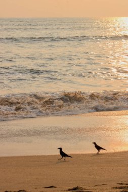 Sahilde karga, deniz dalgaları akşam, gün batımında gökyüzü, minik yiyecekler yiyor.