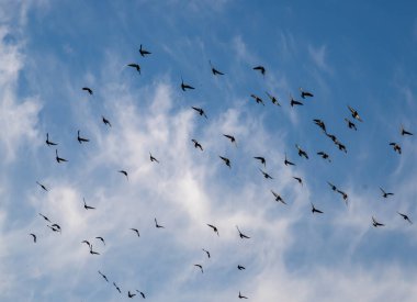 Mavi gökyüzünde uçan siyah beyaz kuş sürüsü