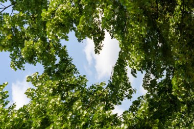 Ağaçların yeşil yaprakları mavi gökyüzünün arka planında.