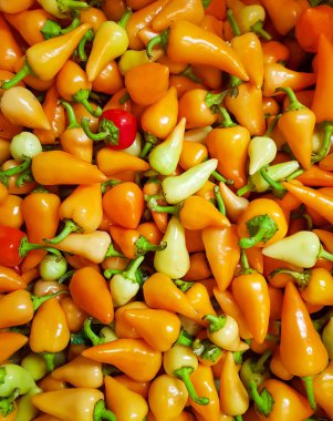 Paprika, farklı renklerde kırmızı biber ile doldurulmuş çerçeve