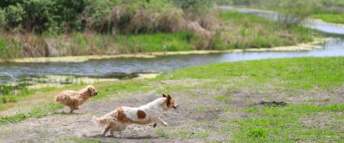 Köpek çimenlerde koşuyor.