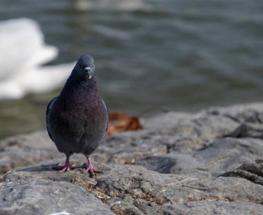 Bir güvercin taşın üzerinde duruyor.