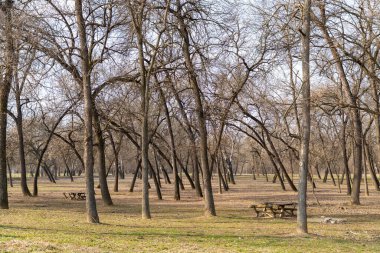 Yaprakları çıplak ağaçlar