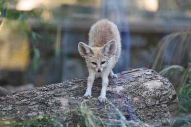 Vahşi doğadaki şirin tilki