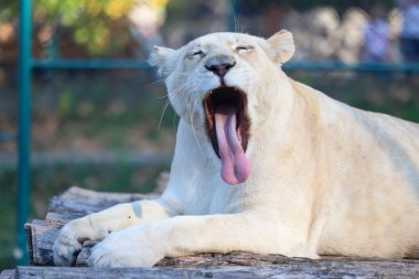 Aslan parkta esniyor.