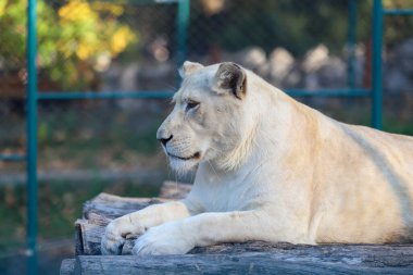 Hayvanat bahçesindeki aslan
